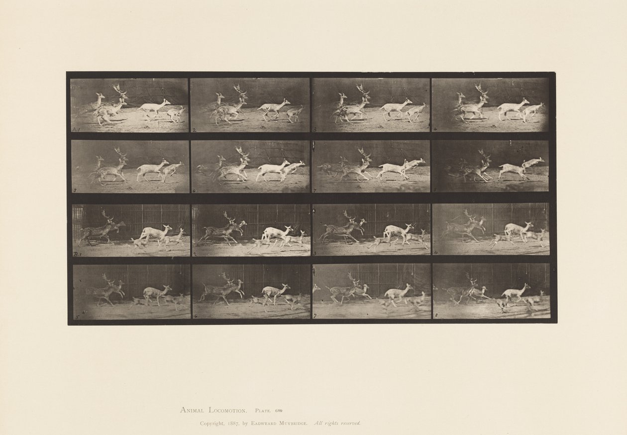 Talíř 689. Daněk; A, B, Buck a skupina dělá; Cval od Eadweard Muybridge