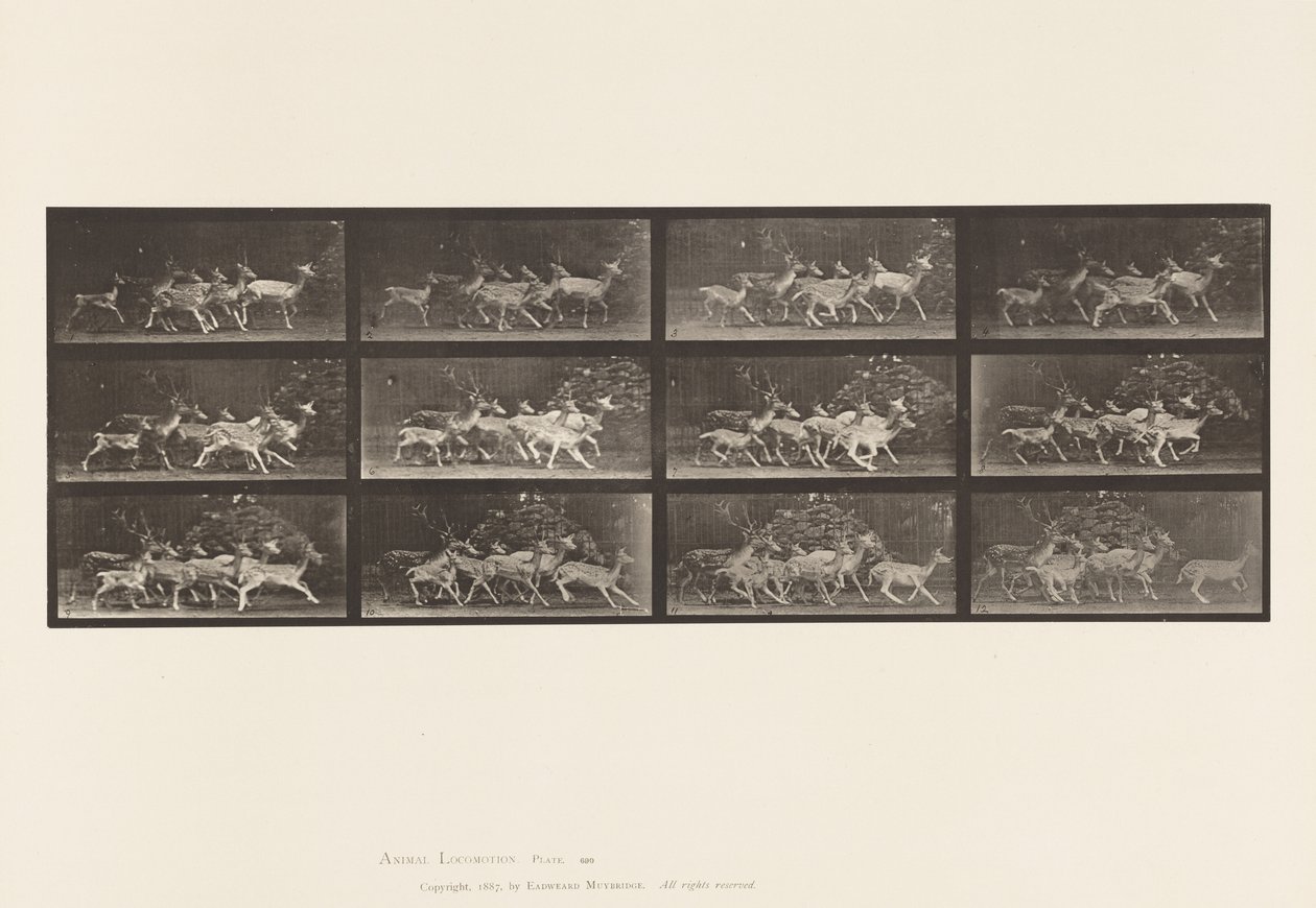 Talíř 690. Daněk; Buck a skupina dělá; Různé Pohyby od Eadweard Muybridge