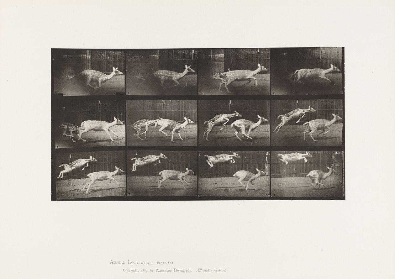 Talíř 691. Daněk; Srna; Cval; a Kid; Skákání od Eadweard Muybridge
