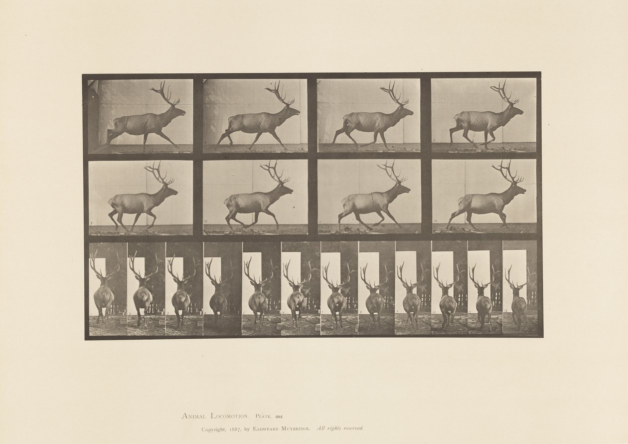 Talíř 694. Elk, Cval od Eadweard Muybridge
