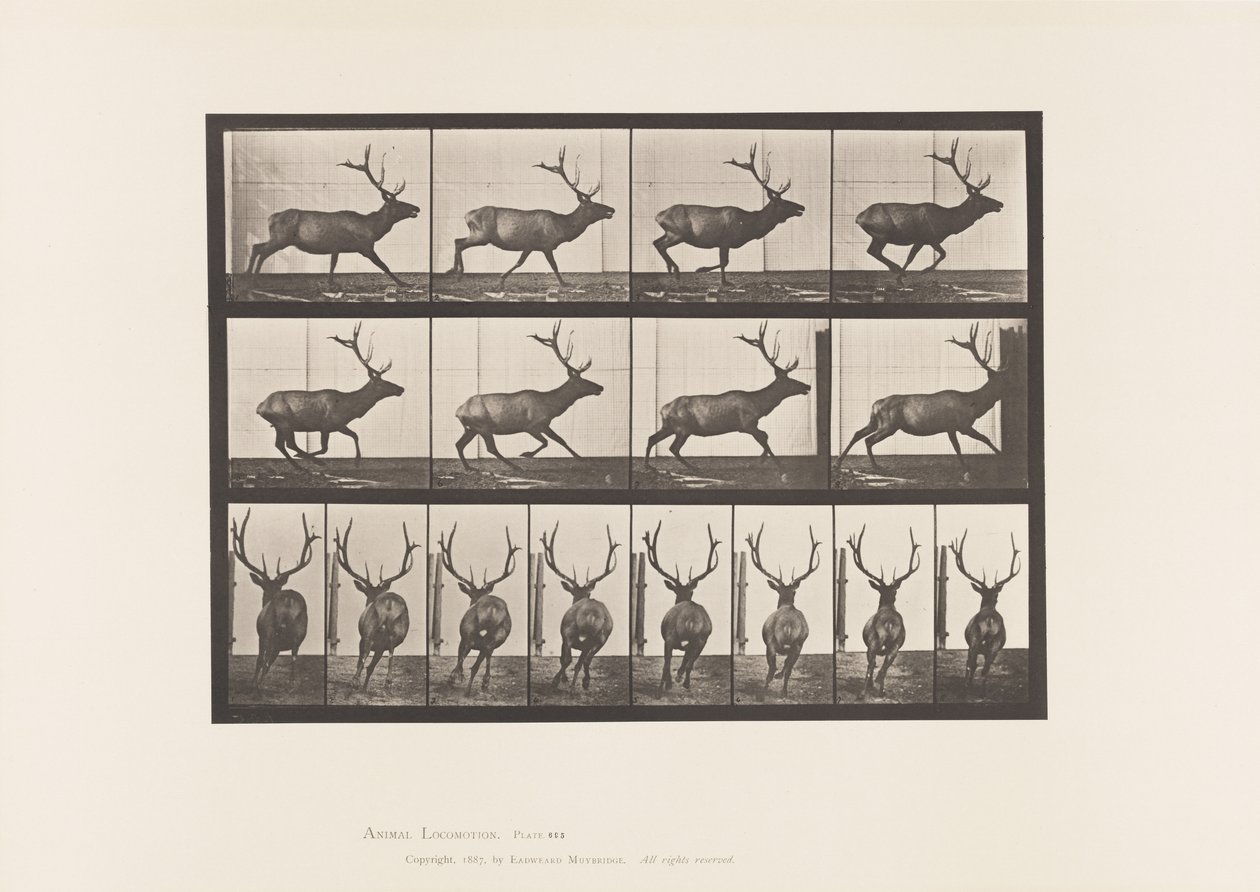 Talíř 695. Elk, Cval od Eadweard Muybridge