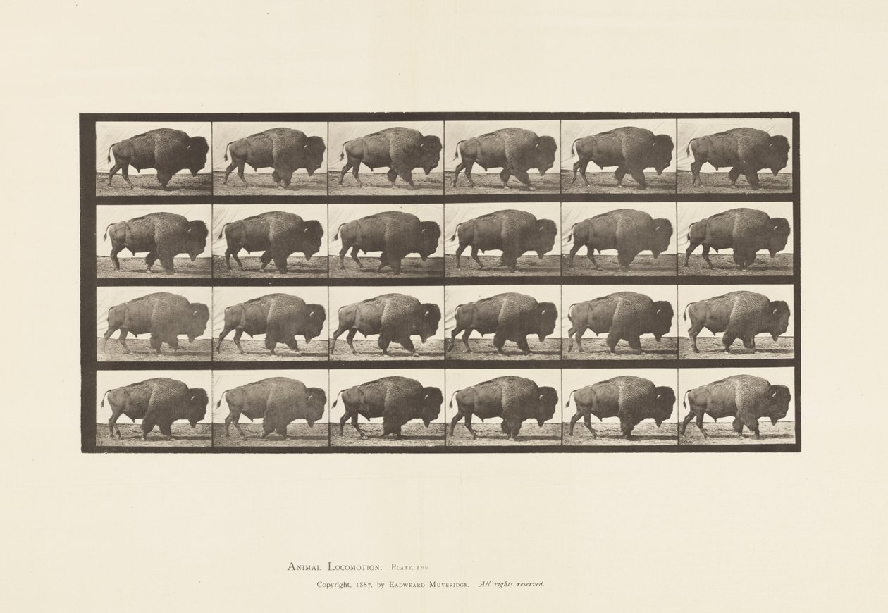 Talíř 699. Buvol; Chůze od Eadweard Muybridge