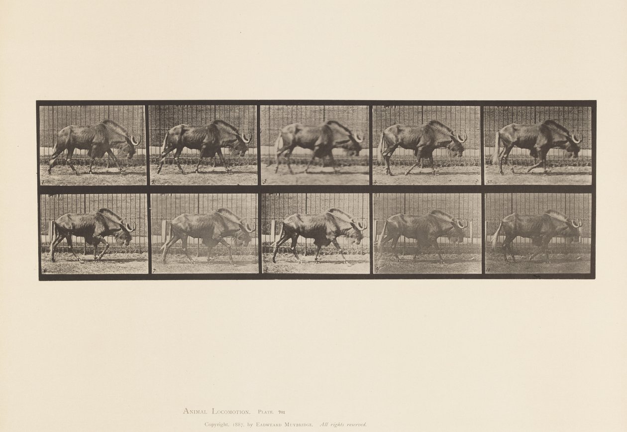 Talíř 701. Gnu; Chůze od Eadweard Muybridge