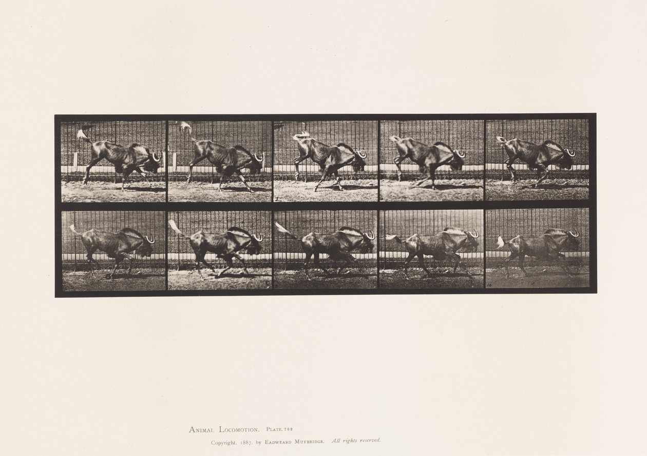 Talíř 702. Gnu; Vzpírání a cval od Eadweard Muybridge