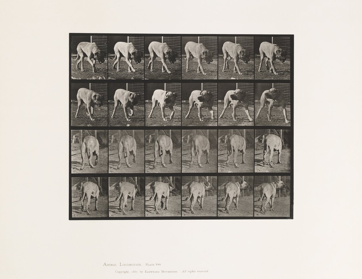 Talíř 703. Pes; Chůze; Přerušený Mastiff-Dread od Eadweard Muybridge