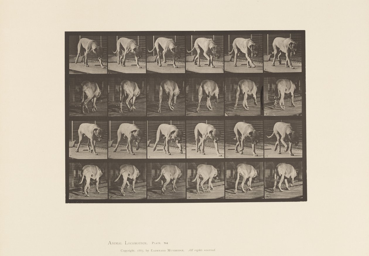 Talíř 704. Pes; Chůze; Doga od Eadweard Muybridge