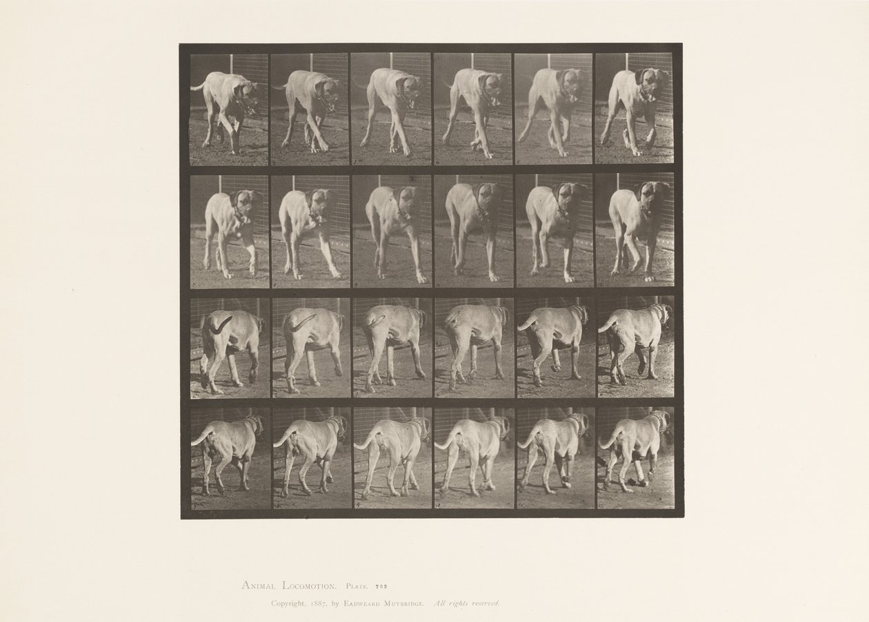 Talíř 705. Pes; Klusání; Doga od Eadweard Muybridge