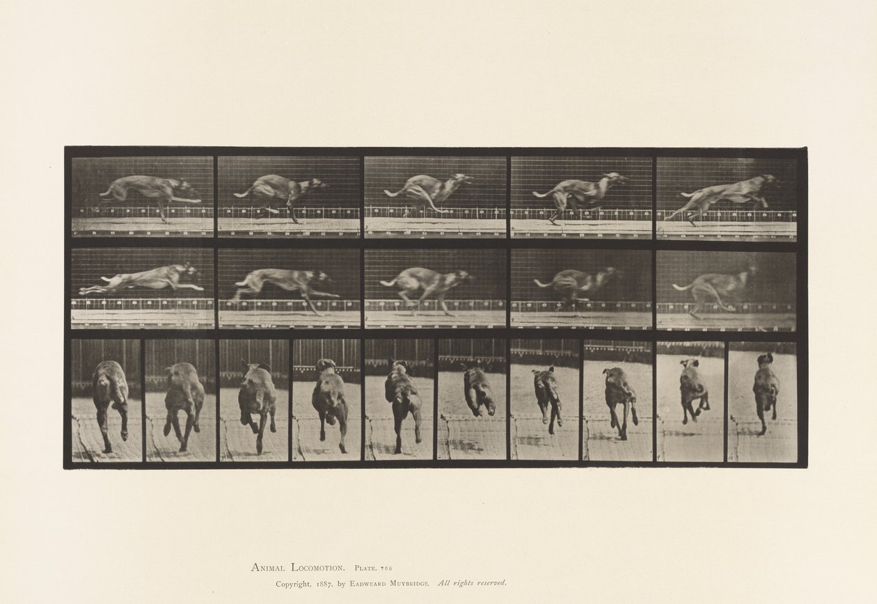 Talíř 708. Pes; Cval; Hnědý dostihový chrt od Eadweard Muybridge