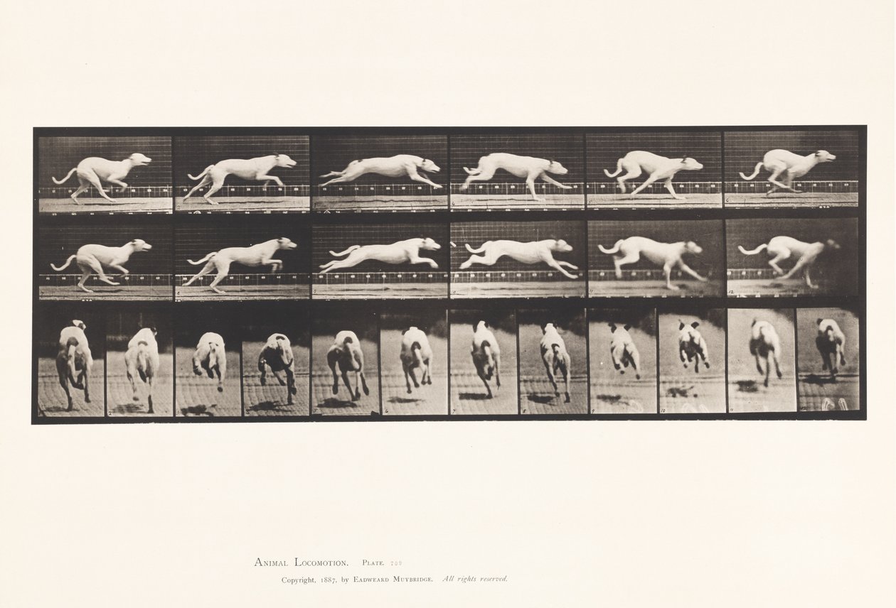 Talíř 709. Pes; Cval; Bílý závodní honič Maggie od Eadweard Muybridge