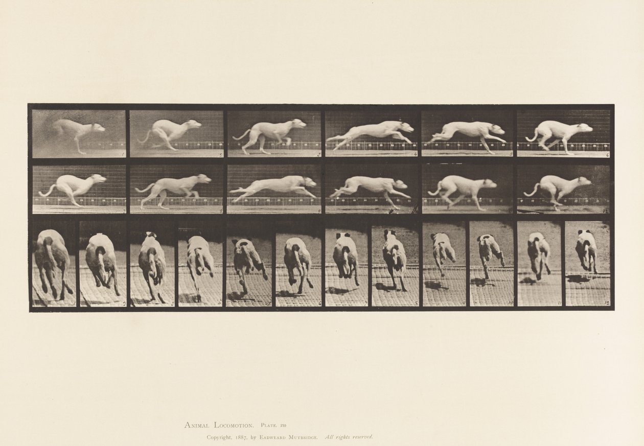 Talíř 710. Pes; Cval; Bílý závodní honič Maggie od Eadweard Muybridge