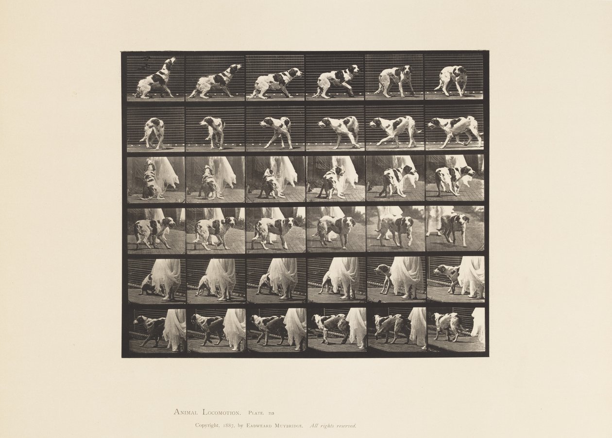 Talíř 713. Pes; Otáčet se atd.; Setr Kate od Eadweard Muybridge