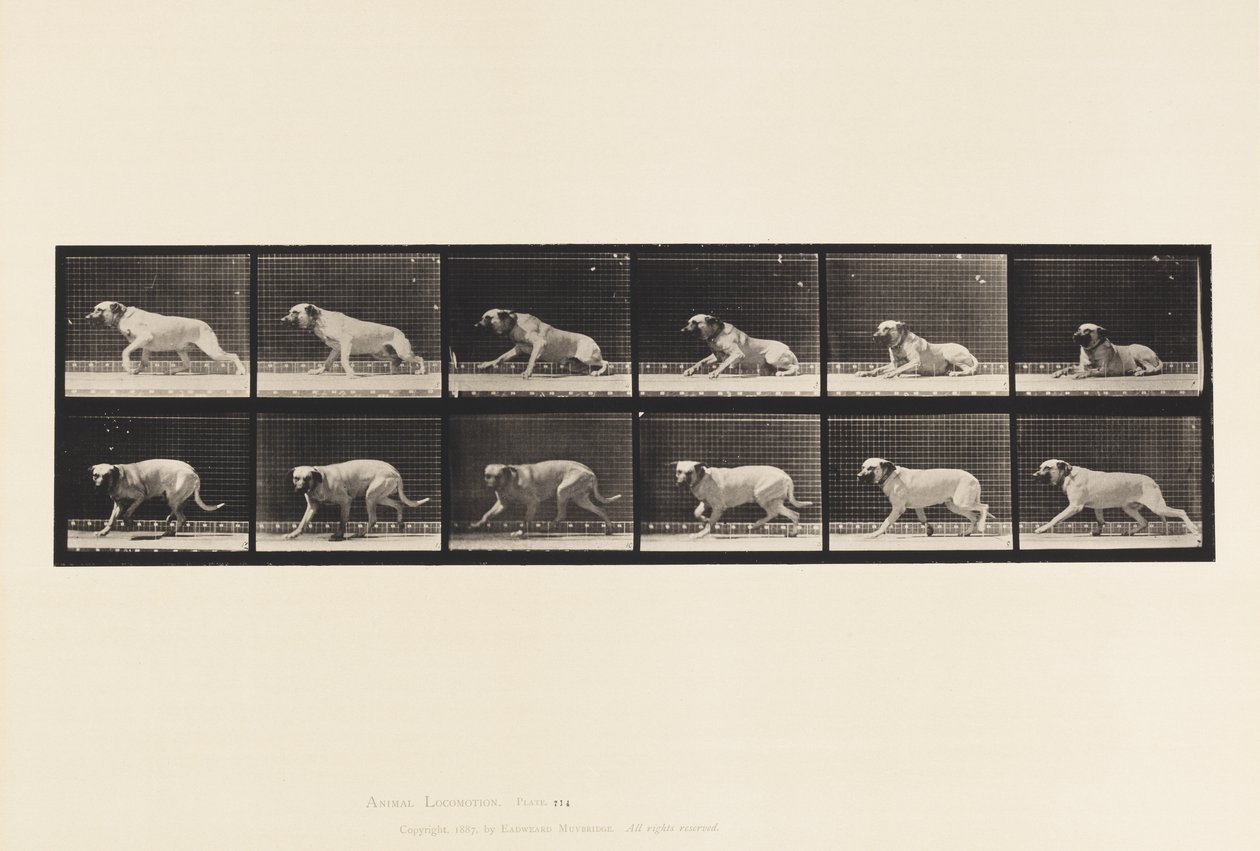 Talíř 714. Pes; Vzbuzeno torpédem; Mastiff-Smith od Eadweard Muybridge