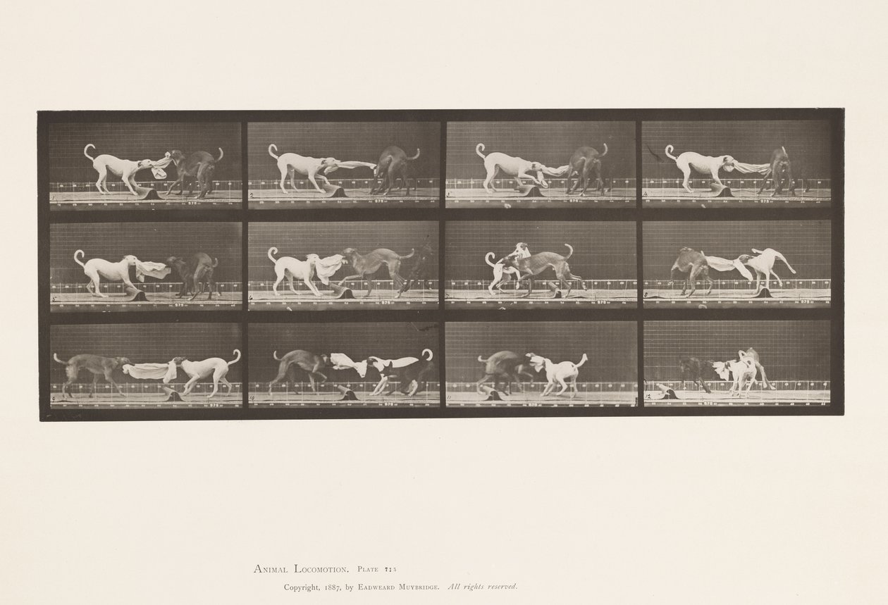 Talíř 715. Psi; Tři, Tahání za ručník, Ike, Maggie atd. od Eadweard Muybridge