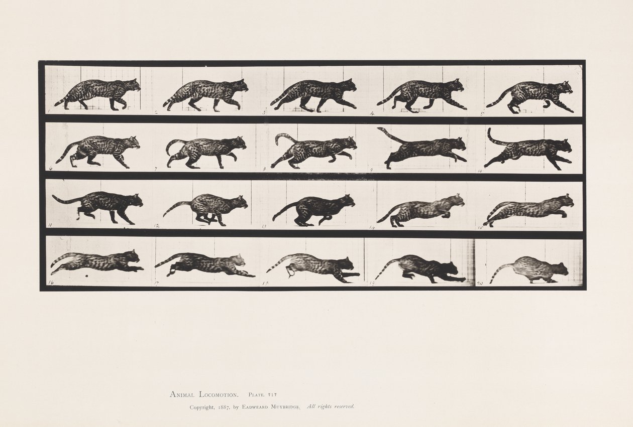 Talíř 717. Kočka; Klusání; Změnit na cval od Eadweard Muybridge