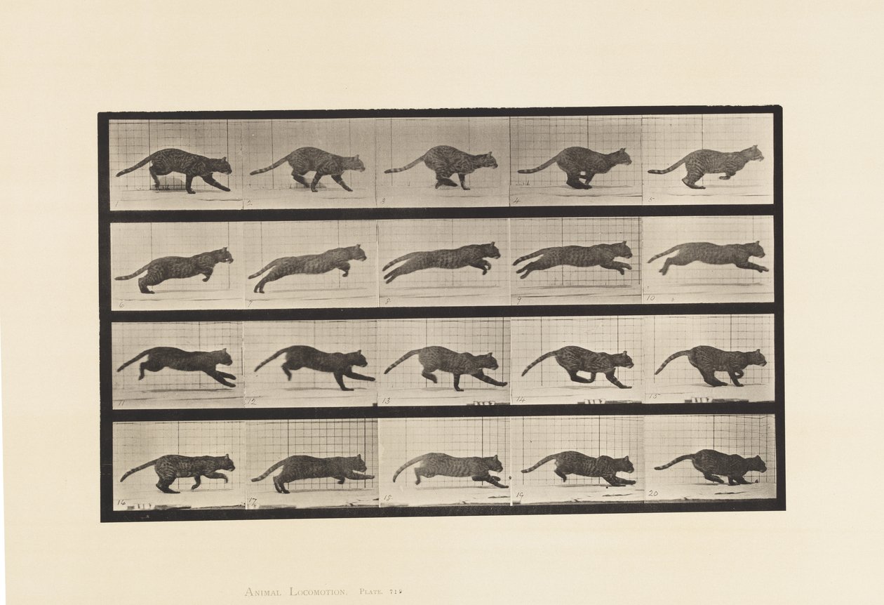 Talíř 719. Kočka; Cval od Eadweard Muybridge