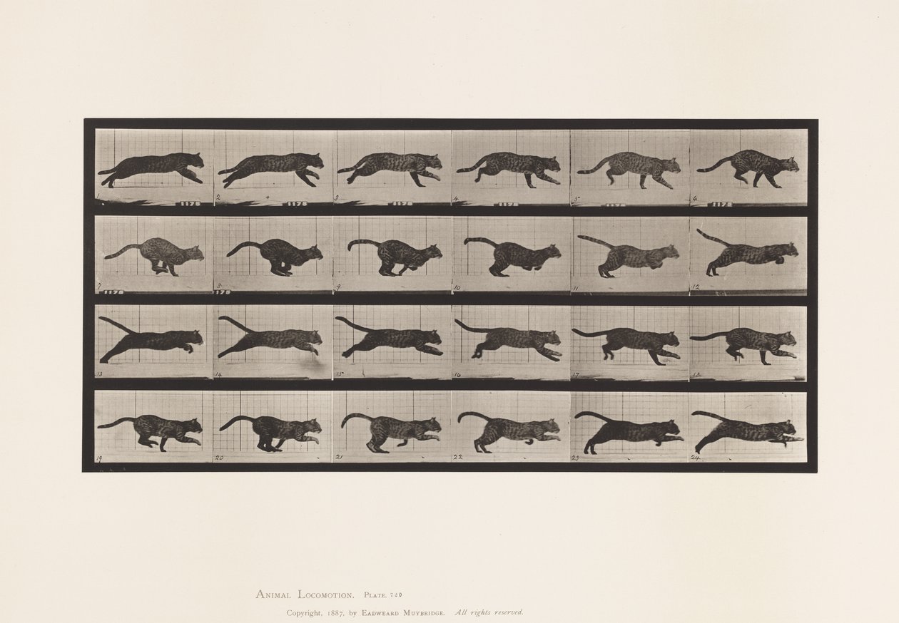 Talíř 720. Kat; Cval od Eadweard Muybridge