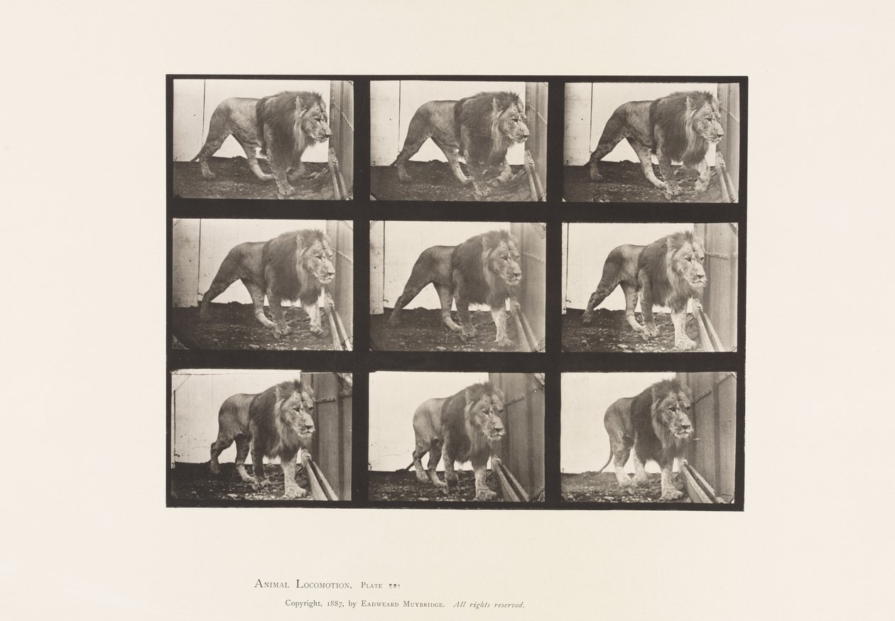 Talíř 721. Lev; Chůze od Eadweard Muybridge
