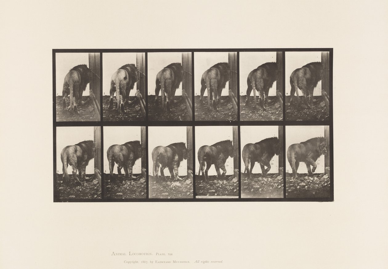 Talíř 724. Lev; Chůze, otáčení se od Eadweard Muybridge