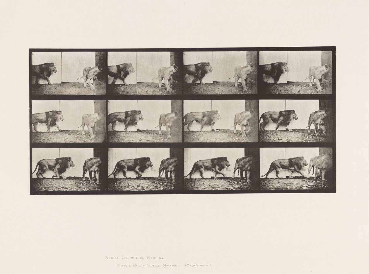 Talíř 726. Lev a lvice; Chůze od Eadweard Muybridge