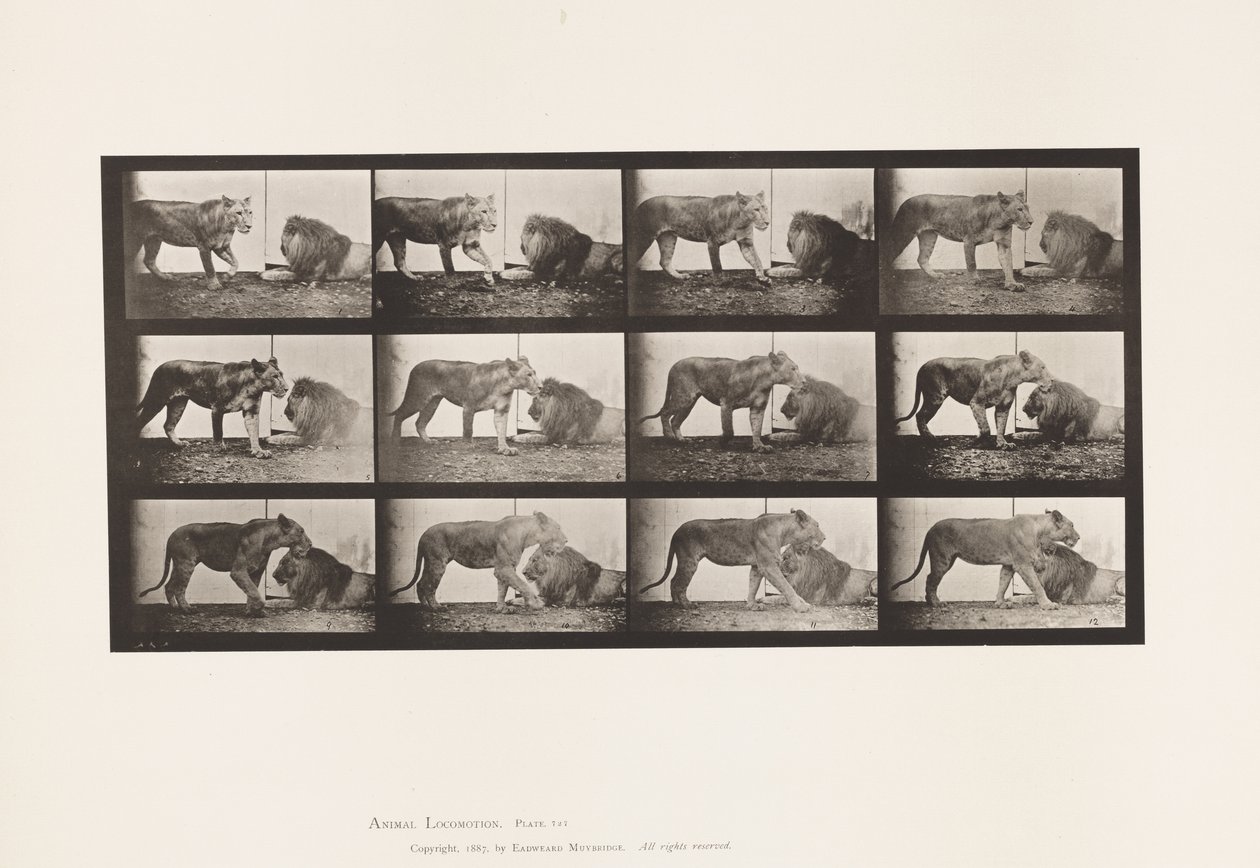 Talíř 727. Lvice; Chůze; Lev; Vleže od Eadweard Muybridge