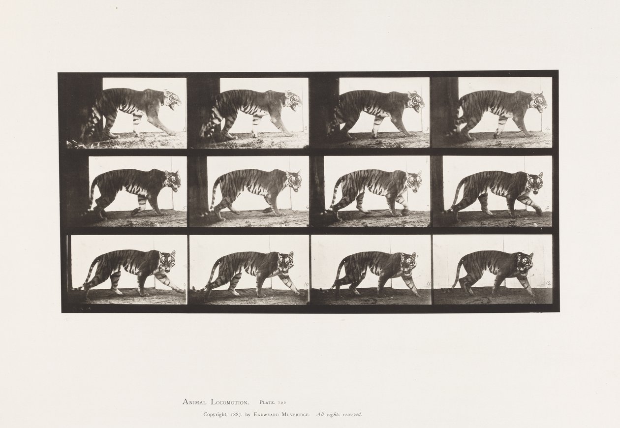 Talíř 729. Tygřice; Chůze od Eadweard Muybridge