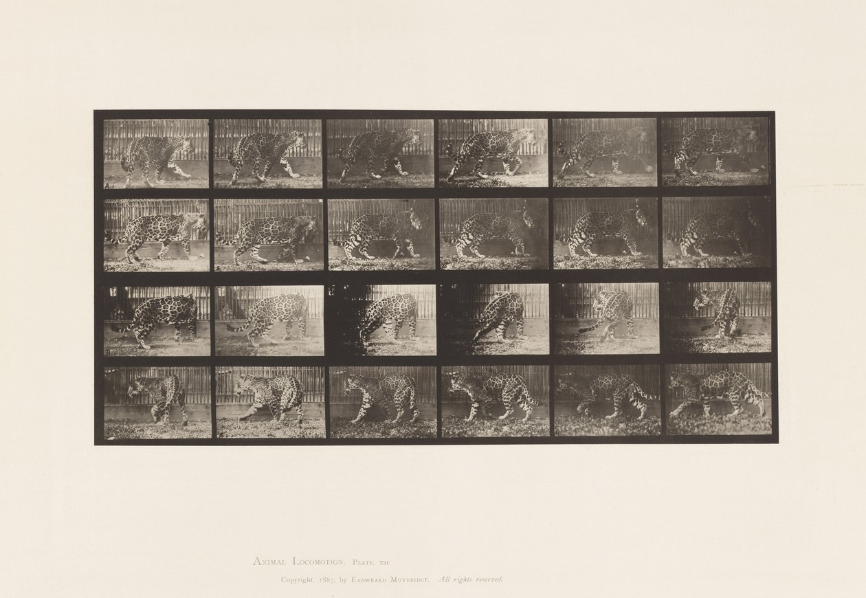 Talíř 731. Jaquar; A, Chůze; B, Otočení od Eadweard Muybridge