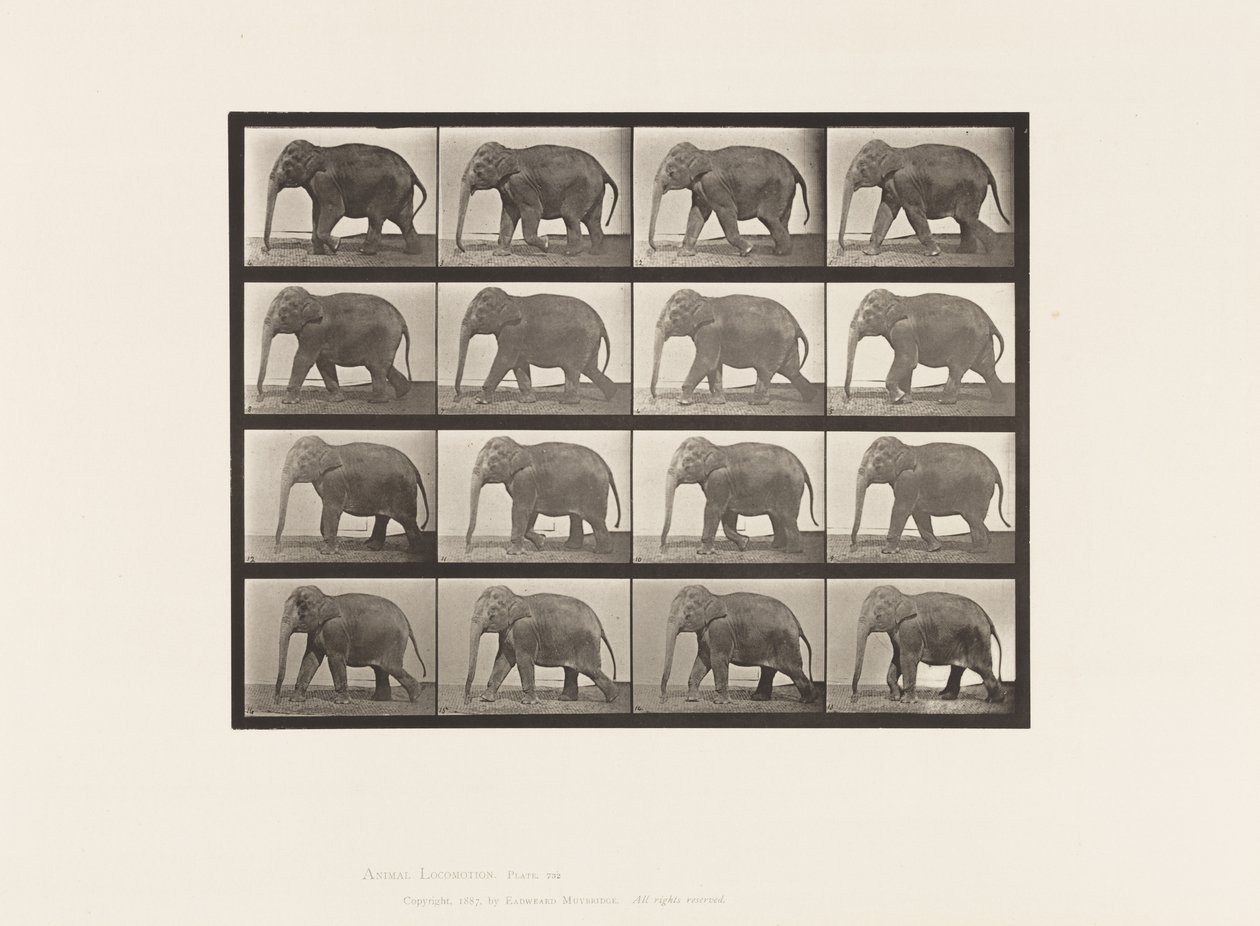 Talíř 732. Slon; Chůze od Eadweard Muybridge