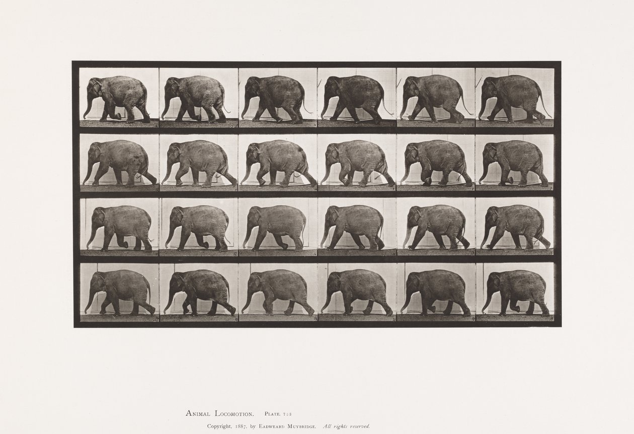 Talíř 733. Slon; Chůze od Eadweard Muybridge