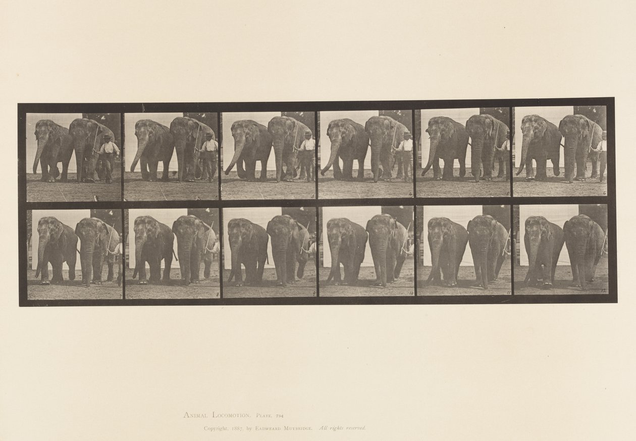Talíř 734. Sloni; Dva, Chůze od Eadweard Muybridge