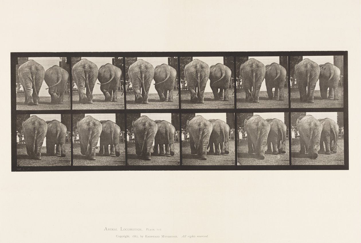 Talíř 735. Sloni; Dva, Chůze od Eadweard Muybridge