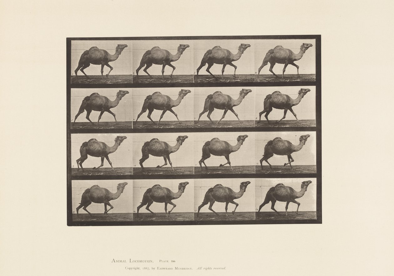 Talíř 736. Velbloud egyptský; Regály od Eadweard Muybridge