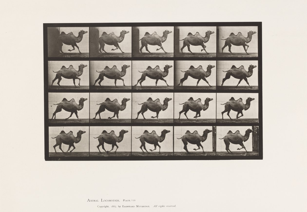 Talíř 739. Velbloud dvouhrbý; Cval od Eadweard Muybridge