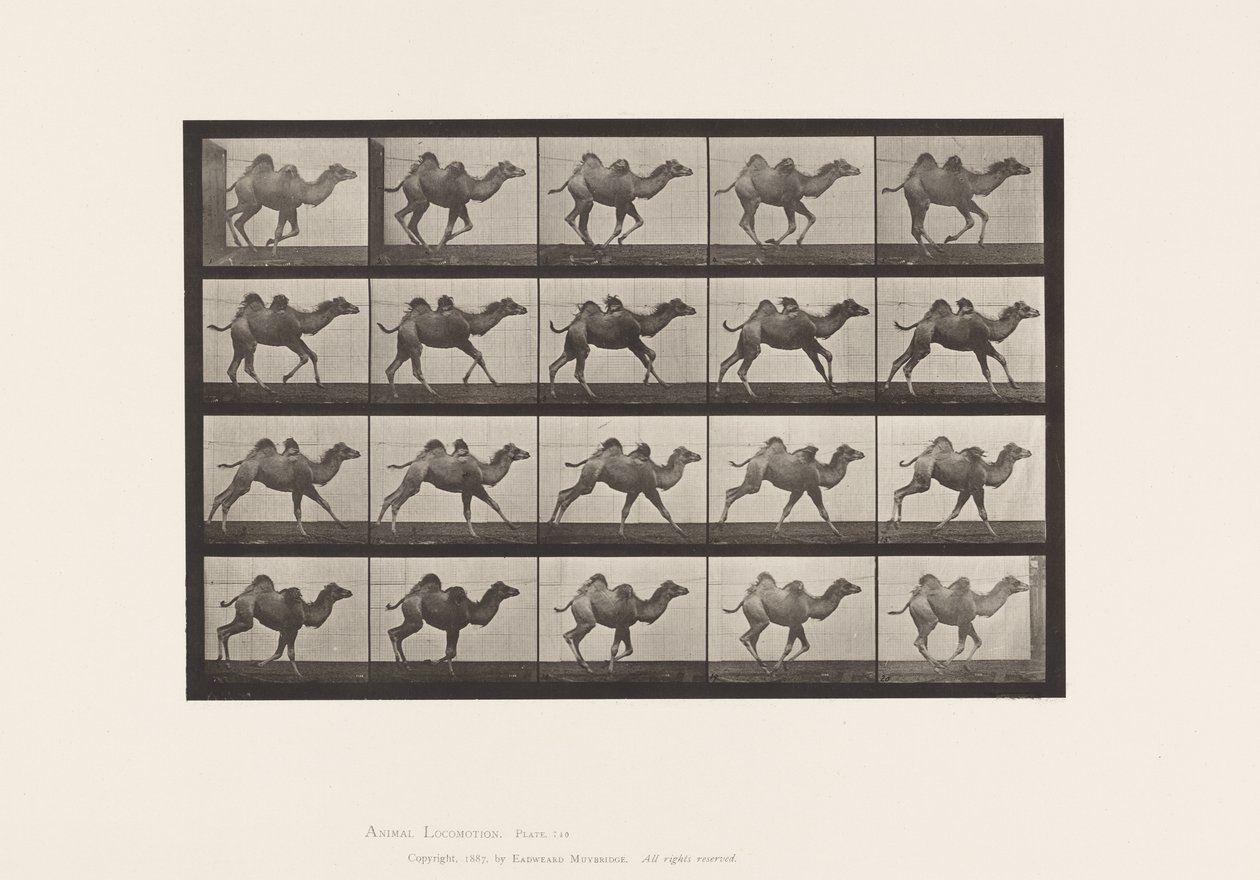 Talíř 740. Velbloud dvouhrbý; (Mladý), Cval od Eadweard Muybridge