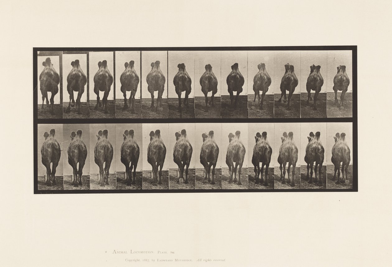Talíř 741. Velbloud dvouhrbý; A, Chůze; B, Stojany od Eadweard Muybridge