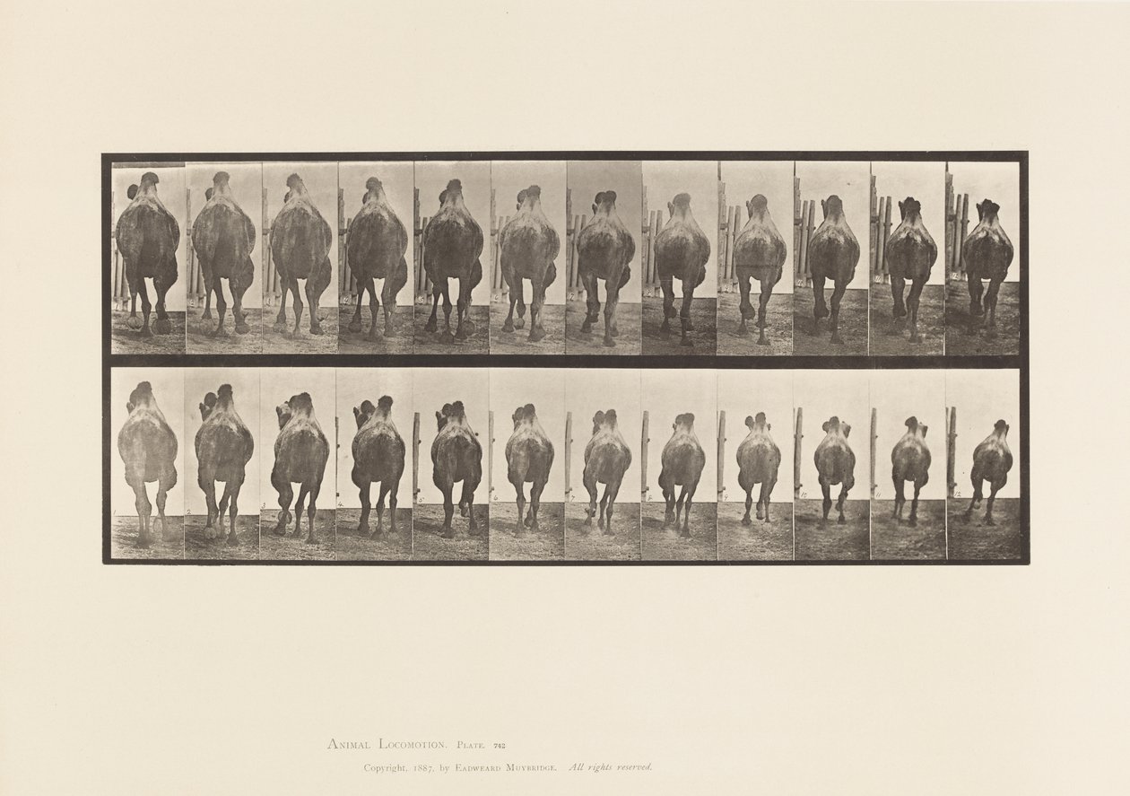 Talíř 742. Velbloud dvouhrbý; A, Regály; B, Cval od Eadweard Muybridge