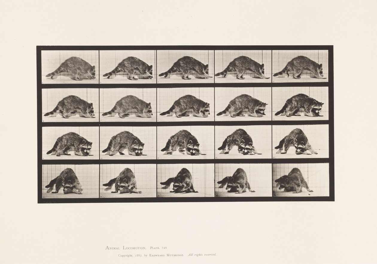 Talíř 745. Mýval; Chůze; a Otáčet se od Eadweard Muybridge