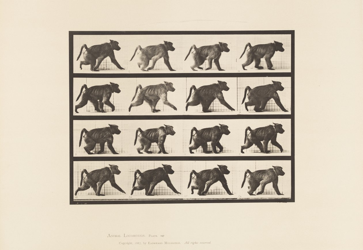 Talíř 747. Pavián; Chůze na všech čtyřech od Eadweard Muybridge
