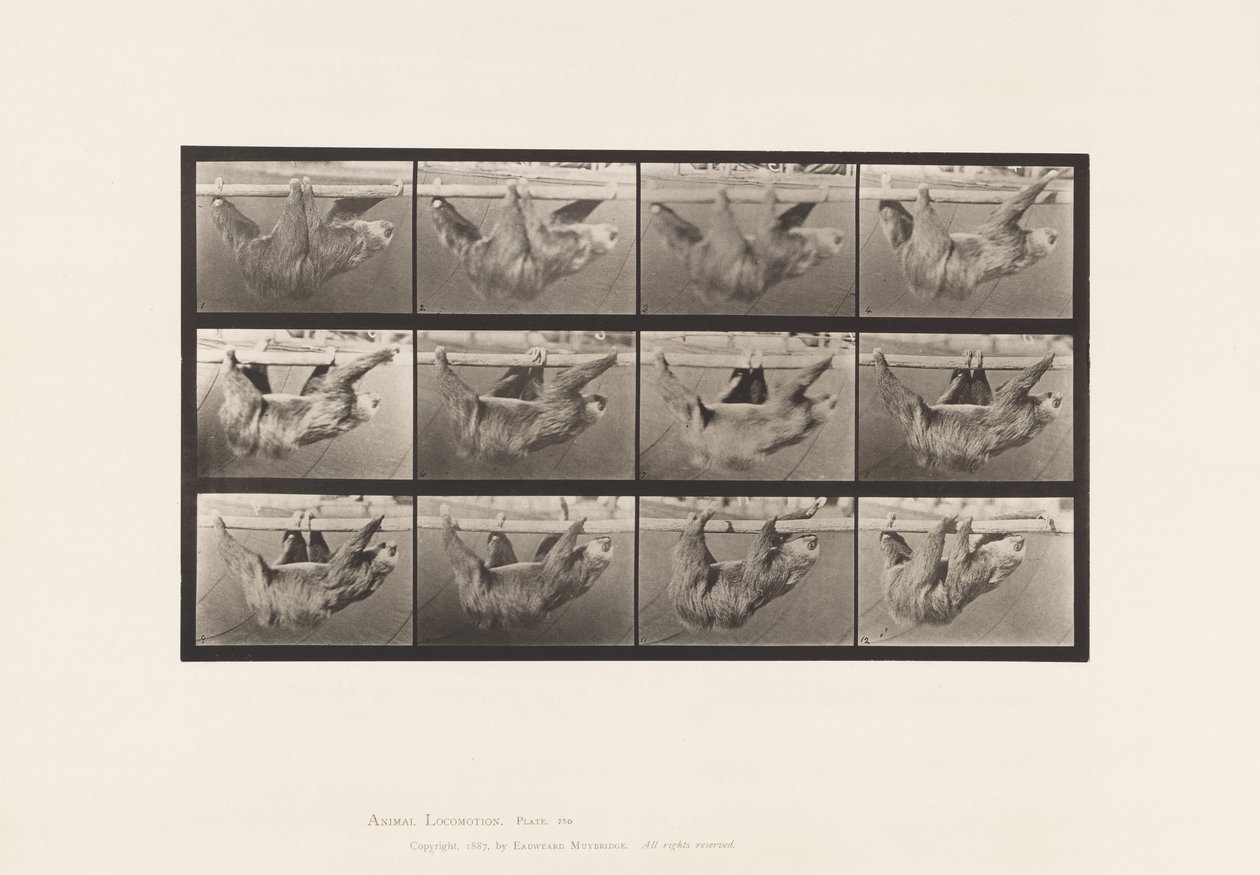 Talíř 750. Lenost; Chůze, zavěšená na vodorovné tyči od Eadweard Muybridge
