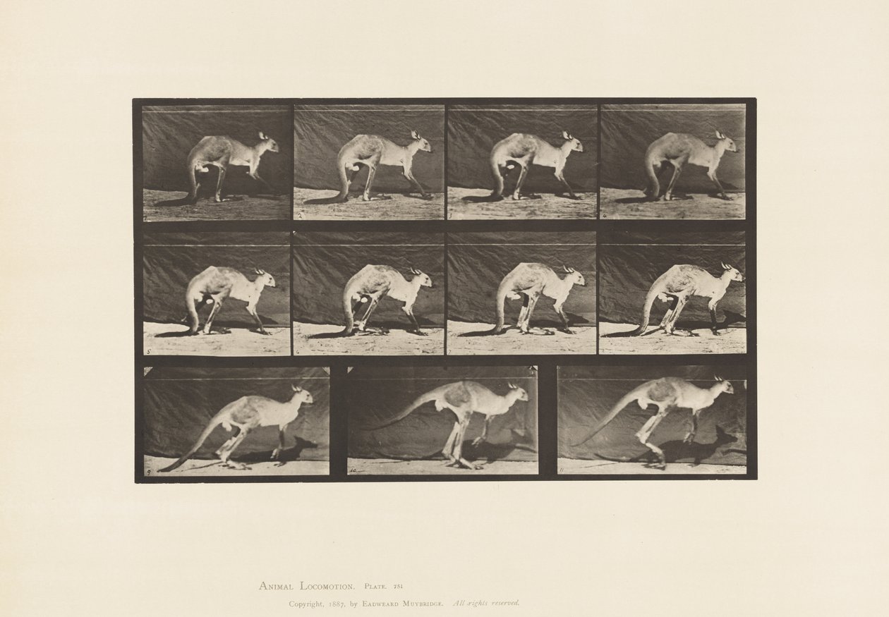 Talíř 751. Klokan; Chůze po čtyřech; Změňte na Skákání od Eadweard Muybridge