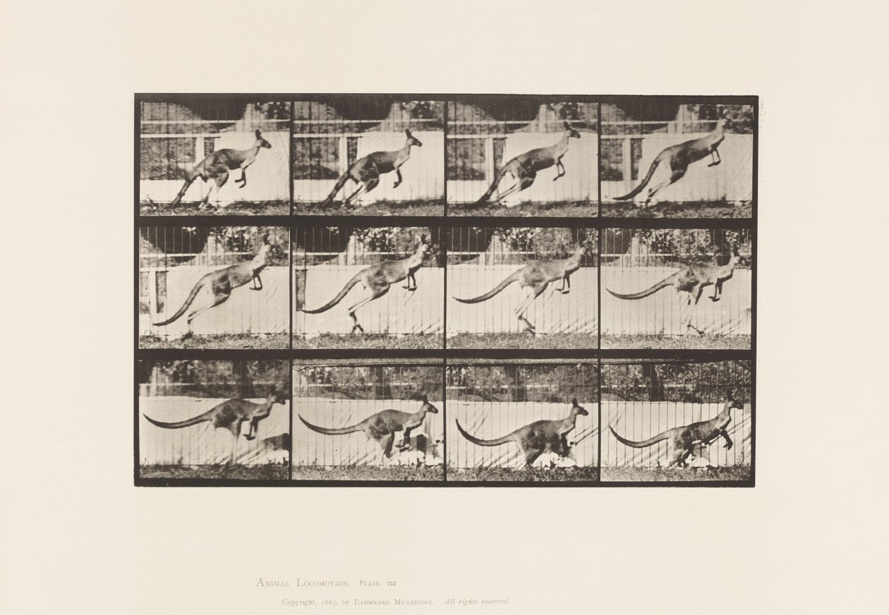 Talíř 752. Klokan; Skákání od Eadweard Muybridge