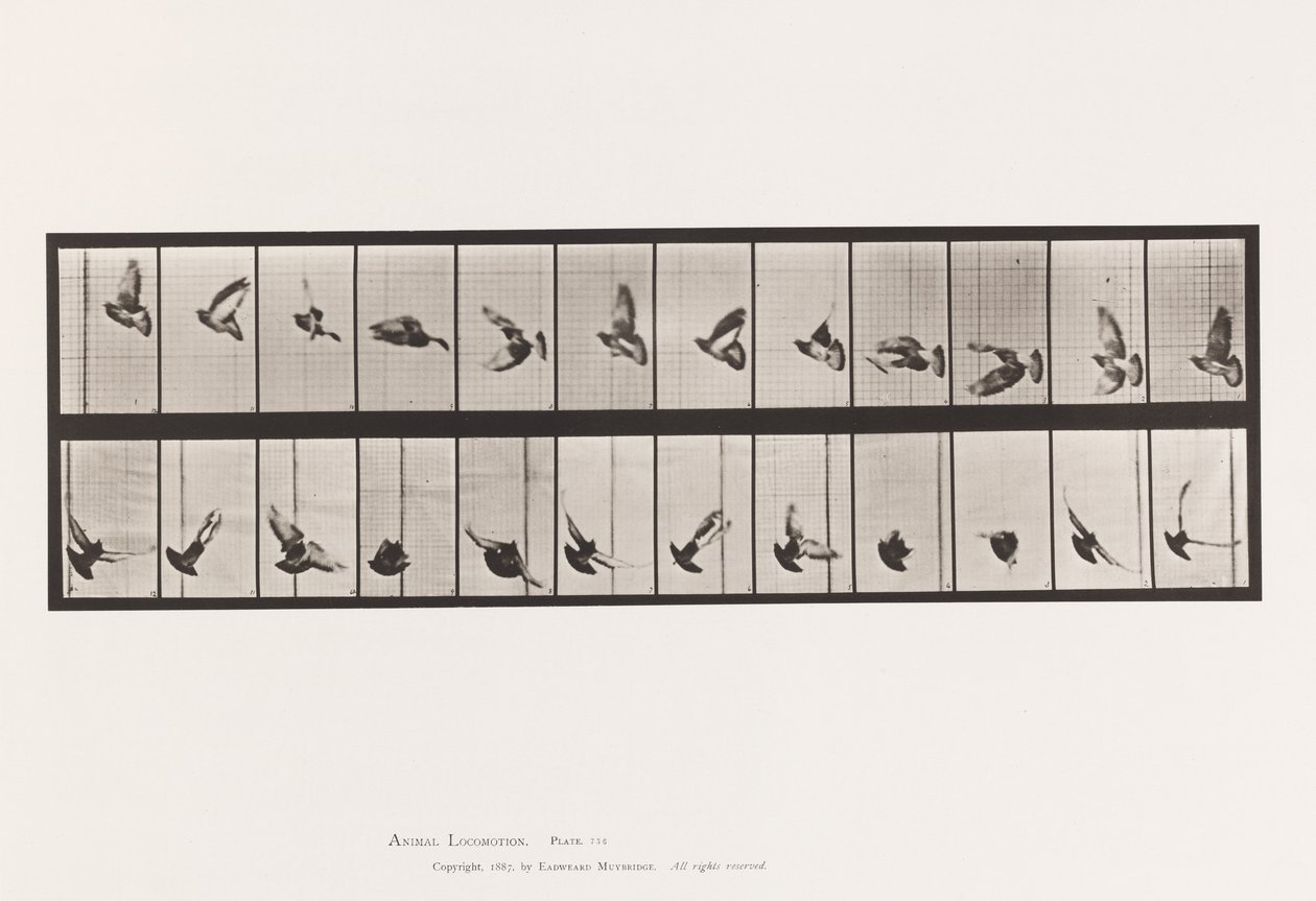 Talíř 756. Holub; Letící od Eadweard Muybridge