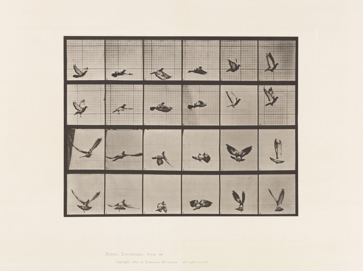 Talíř 757. Holub; Letící od Eadweard Muybridge