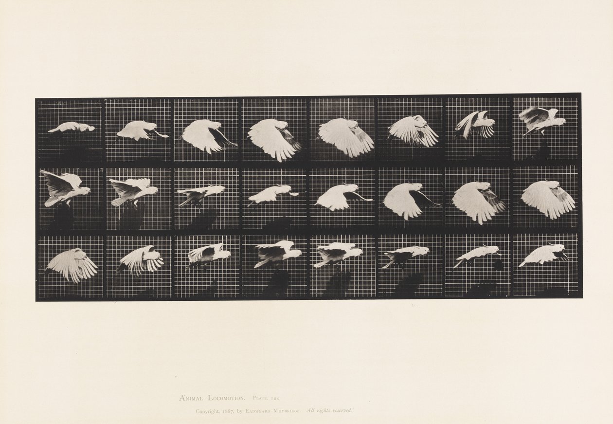 Talíř 759. Kakadu; Letící od Eadweard Muybridge