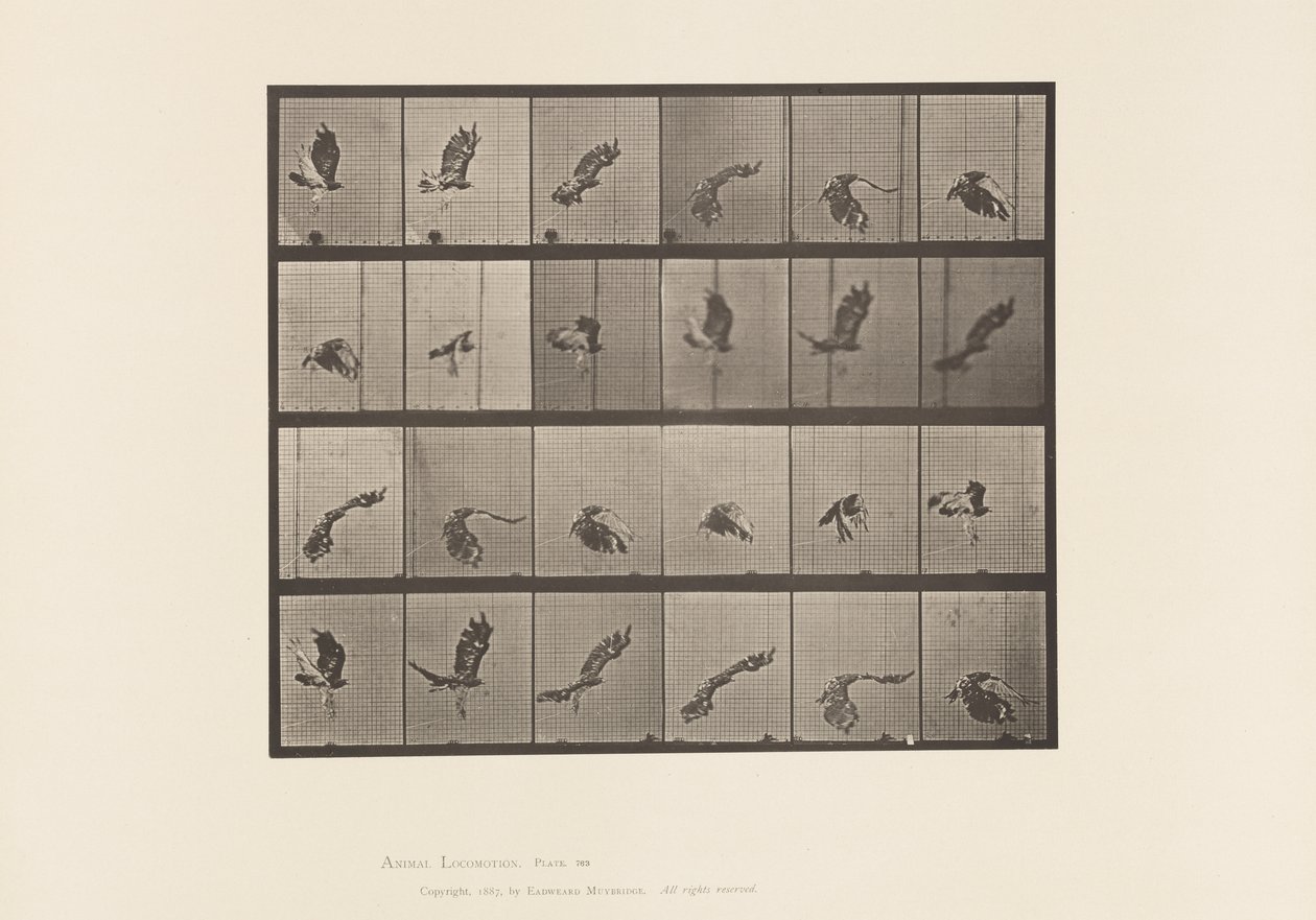 Deska 763. Jestřáb rudoocasý; Letící od Eadweard Muybridge