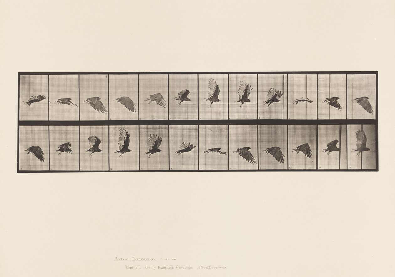 Talíř 766. Sup; Letící od Eadweard Muybridge
