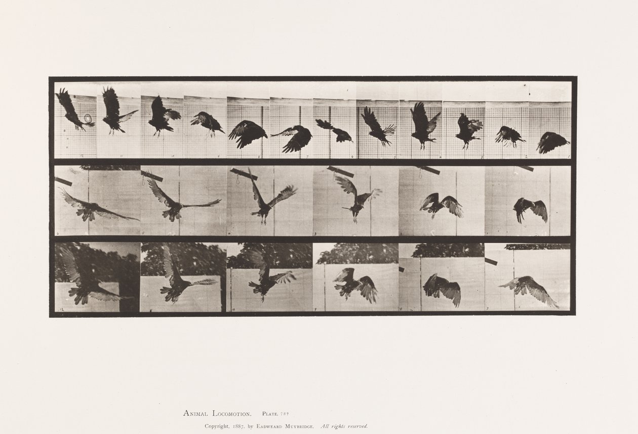 Talíř 767. Sup; Letící od Eadweard Muybridge