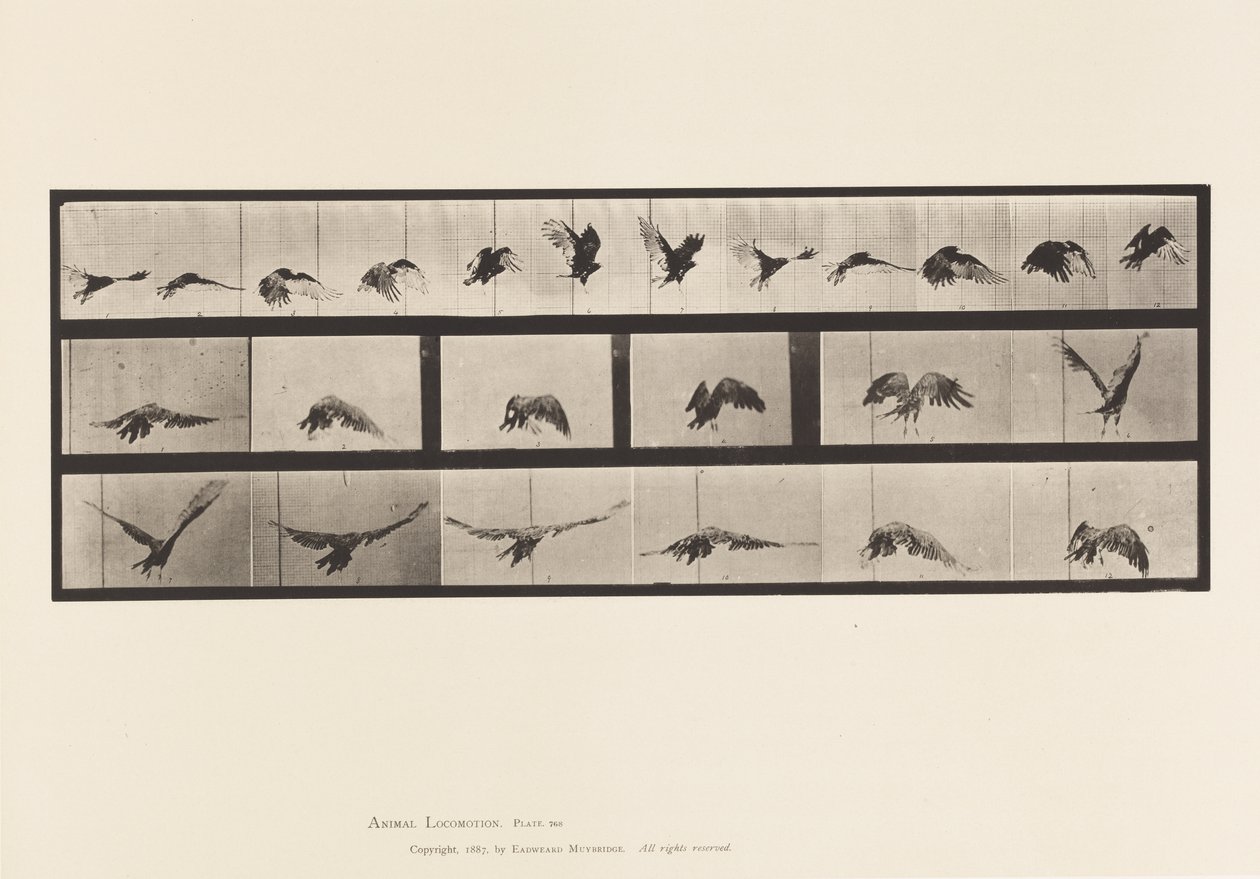 Talíř 768. Sup; Letící od Eadweard Muybridge