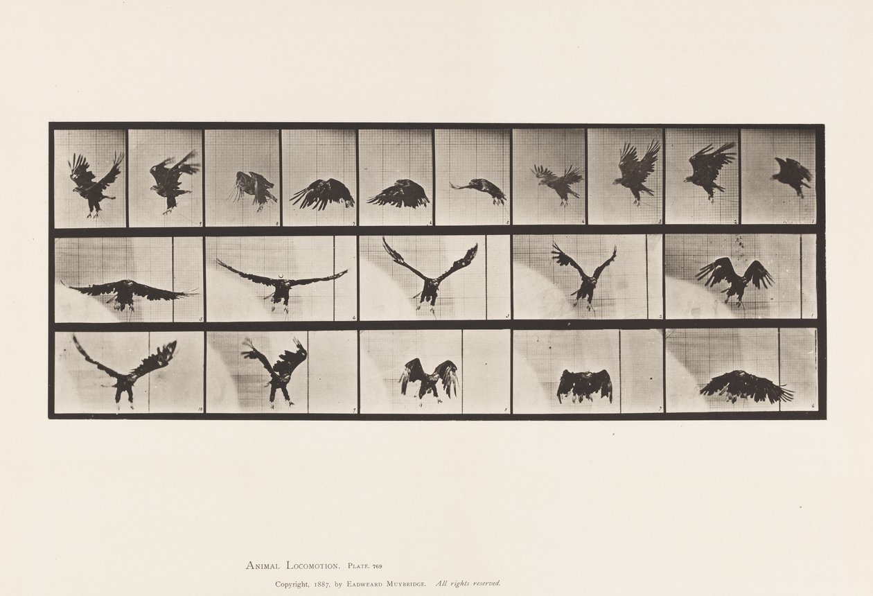 Deska 769. Americký orel; Letící od Eadweard Muybridge
