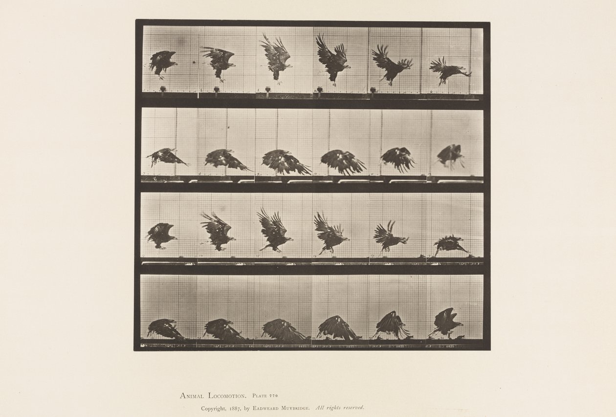 Talíř 770. Americký orel; Létání v blízkosti země od Eadweard Muybridge