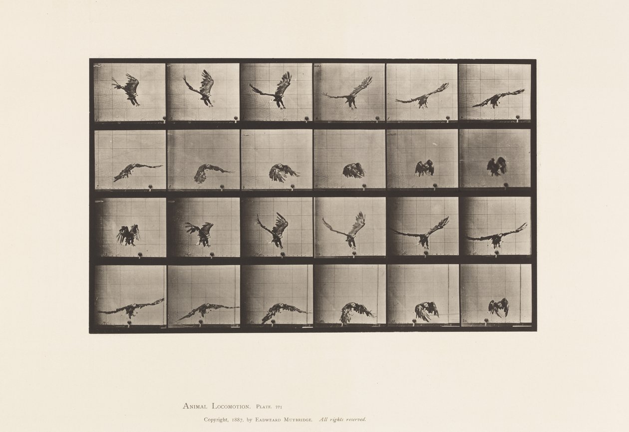 Deska 771. Americký orel; Létání v blízkosti země od Eadweard Muybridge